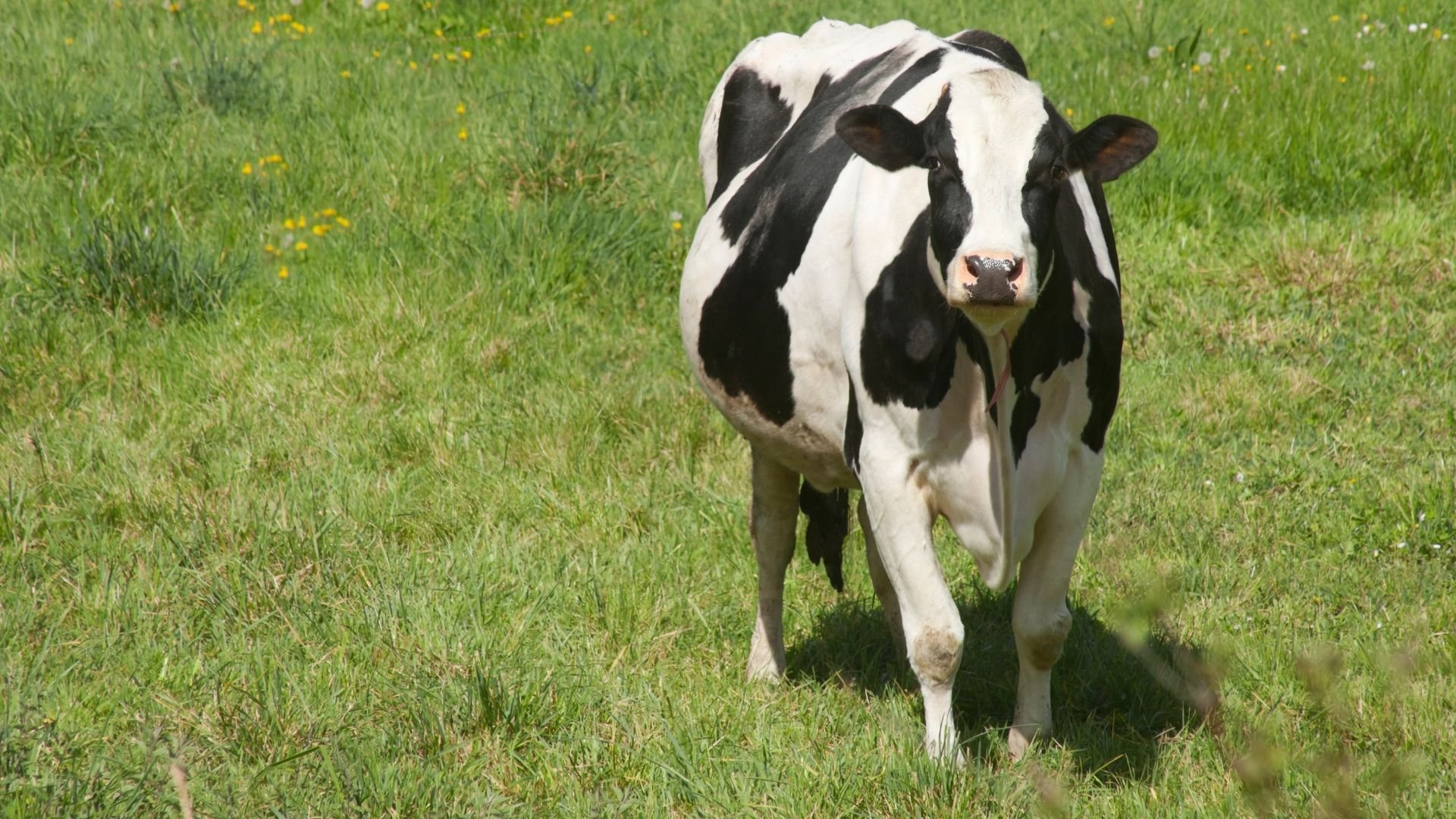 O Período de Transição em Vacas Leiteiras