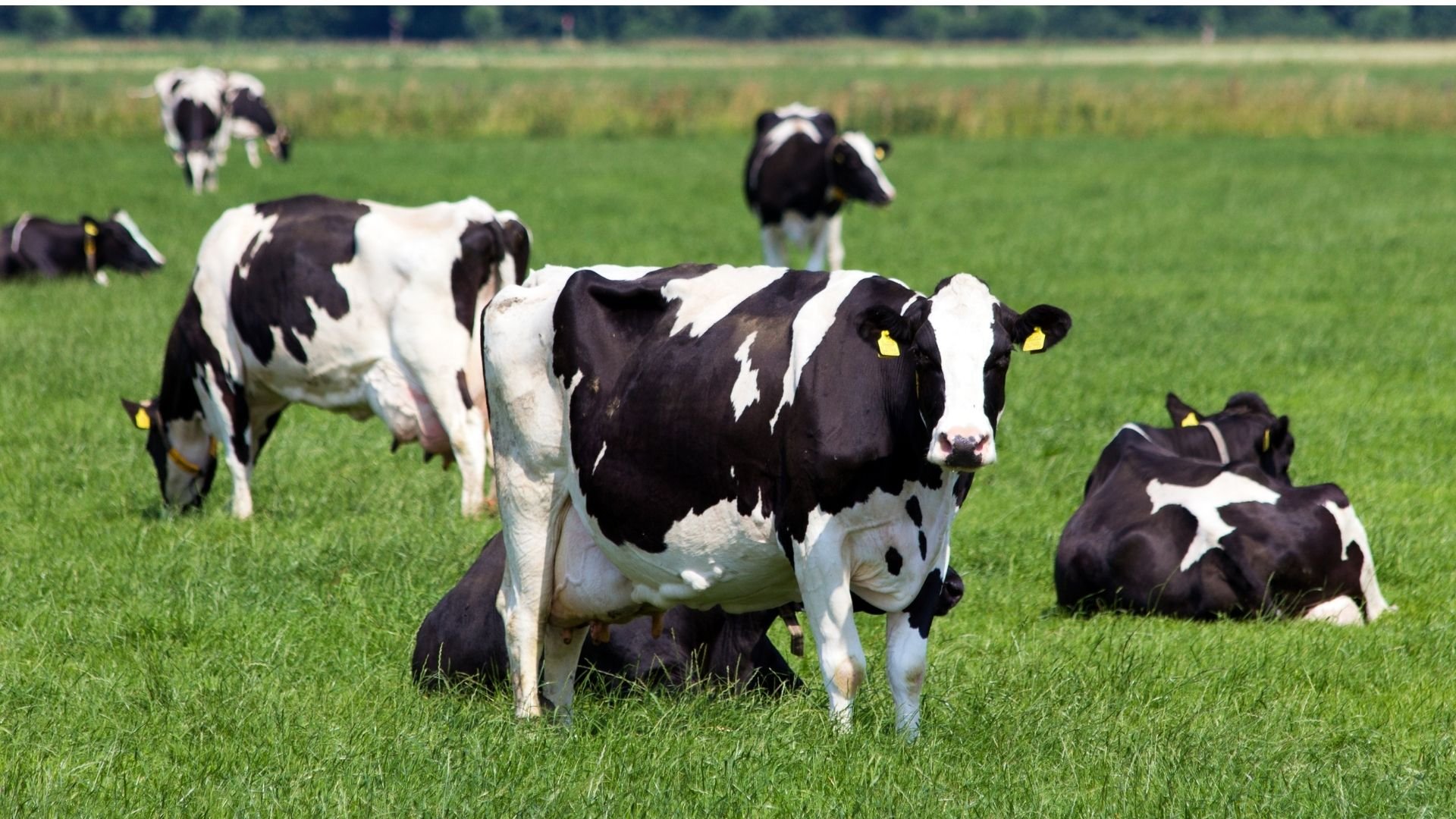 E-book Cowtech Como melhorar a persistência da lactação com o uso de bST