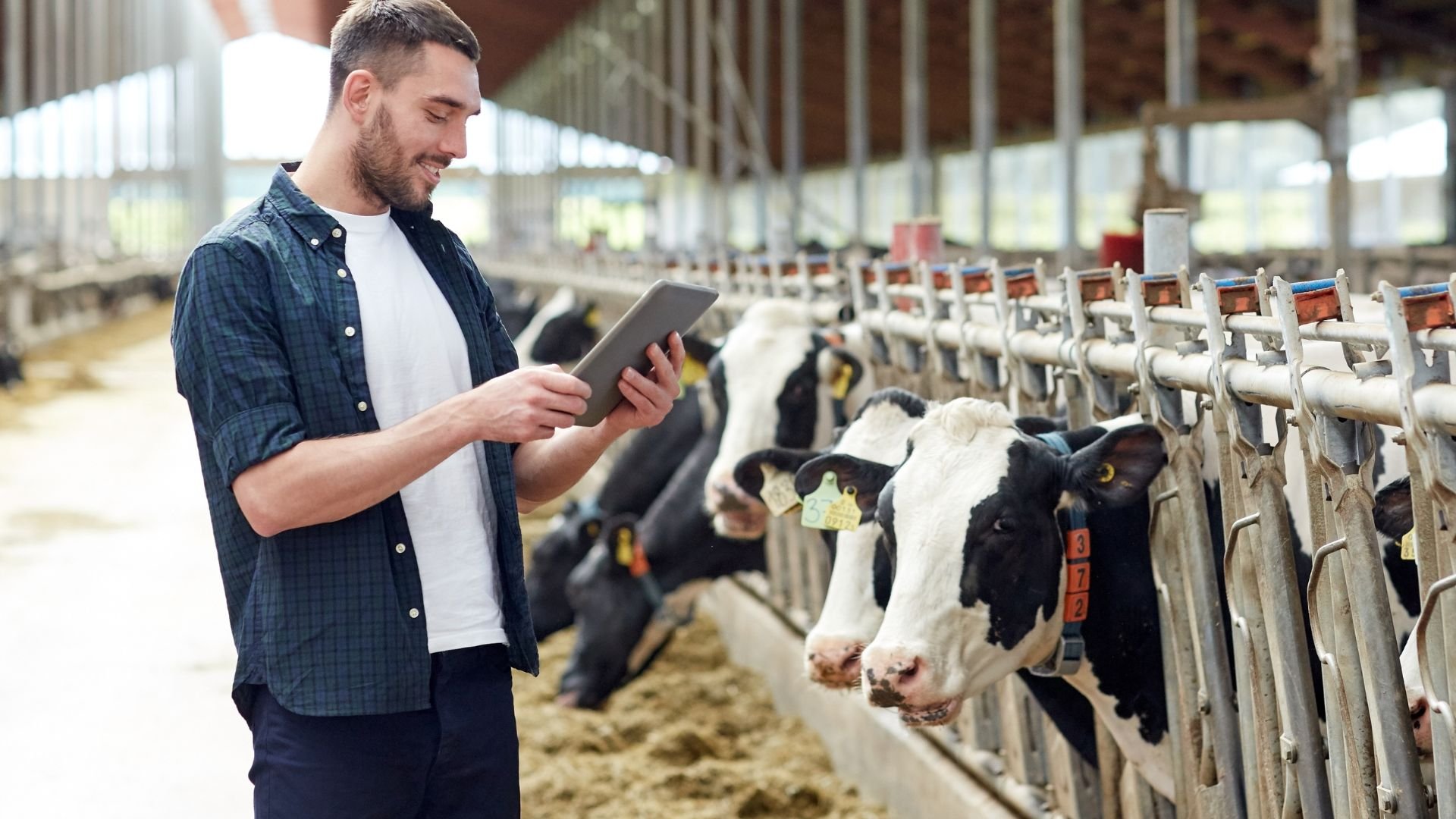 E-book Implantação de rotina reprodutiva na fazenda