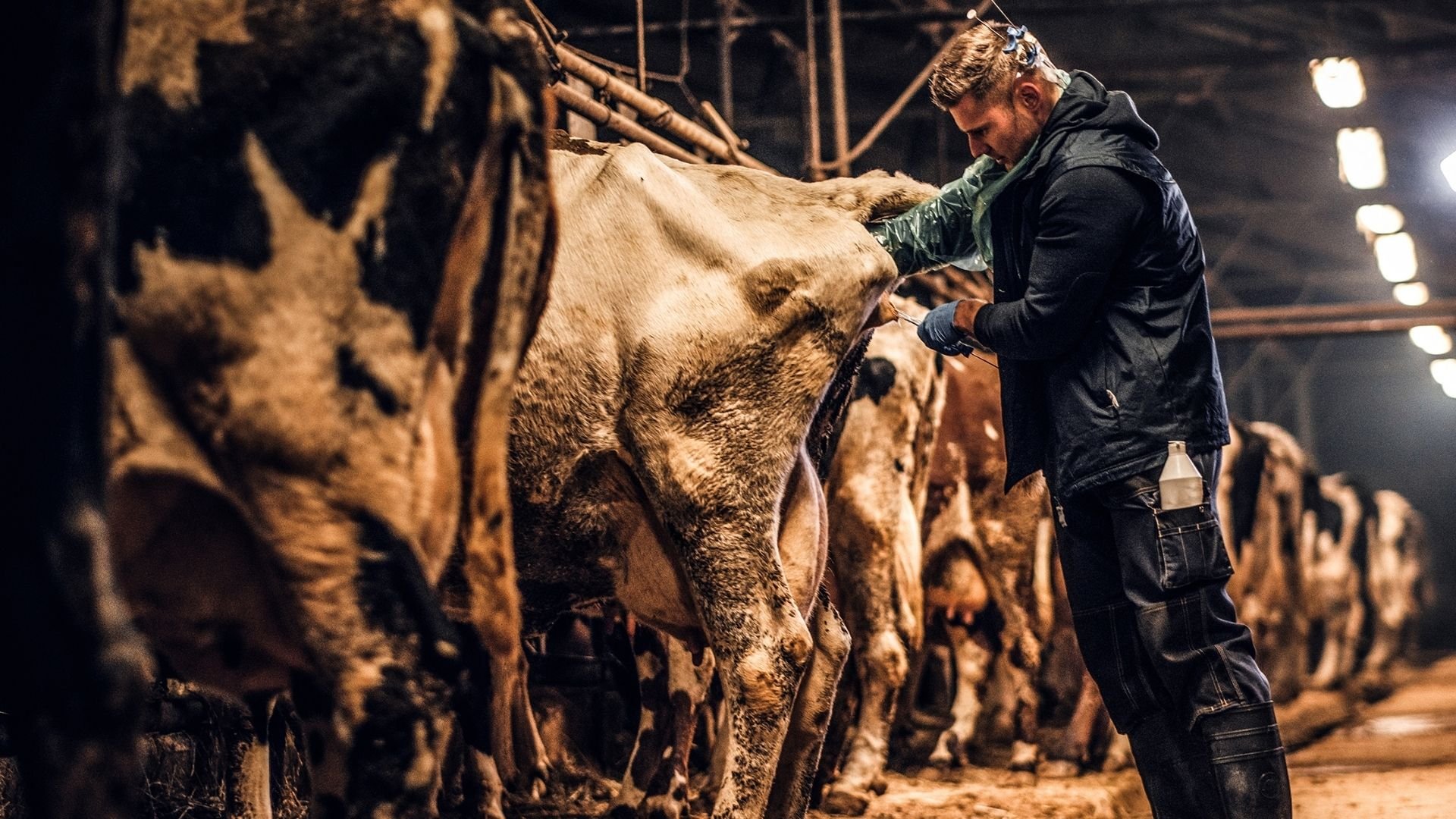 E-book MSD Reprodução de vacas leiteiras