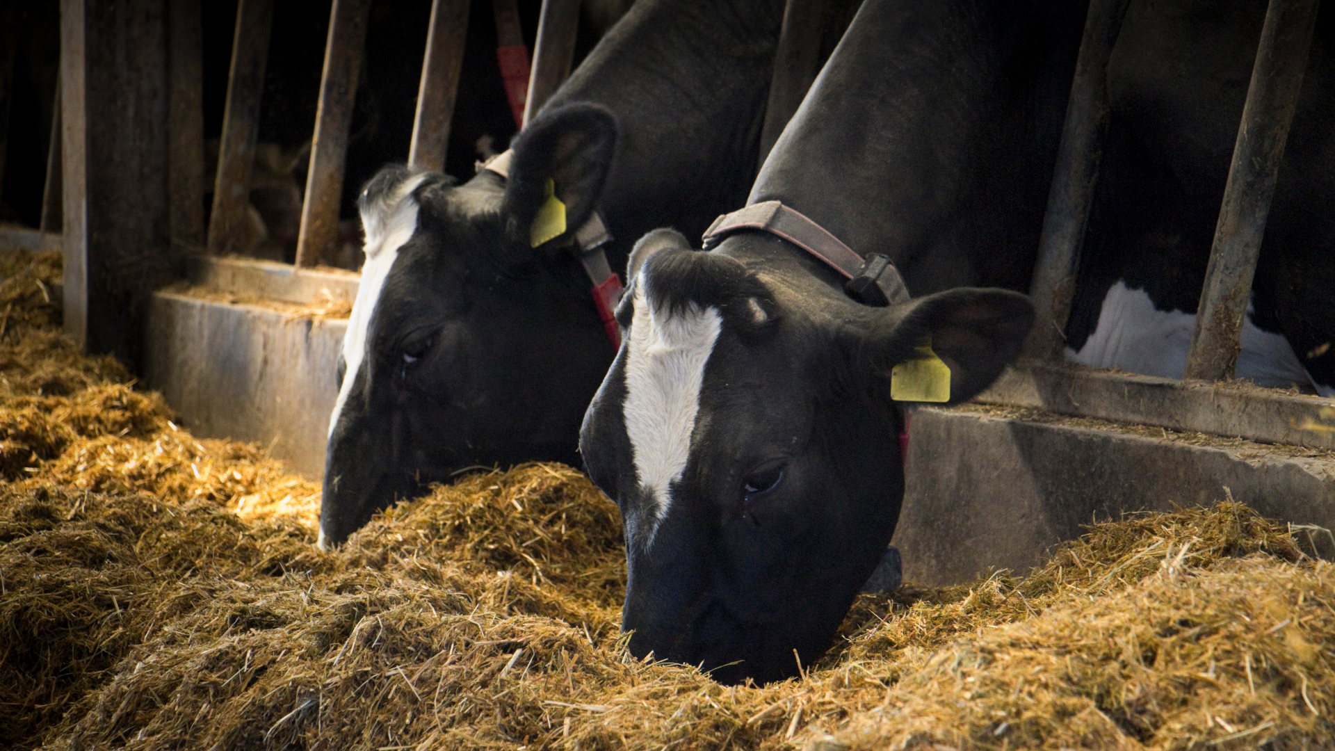 Alimentação de vacas leiteiras
