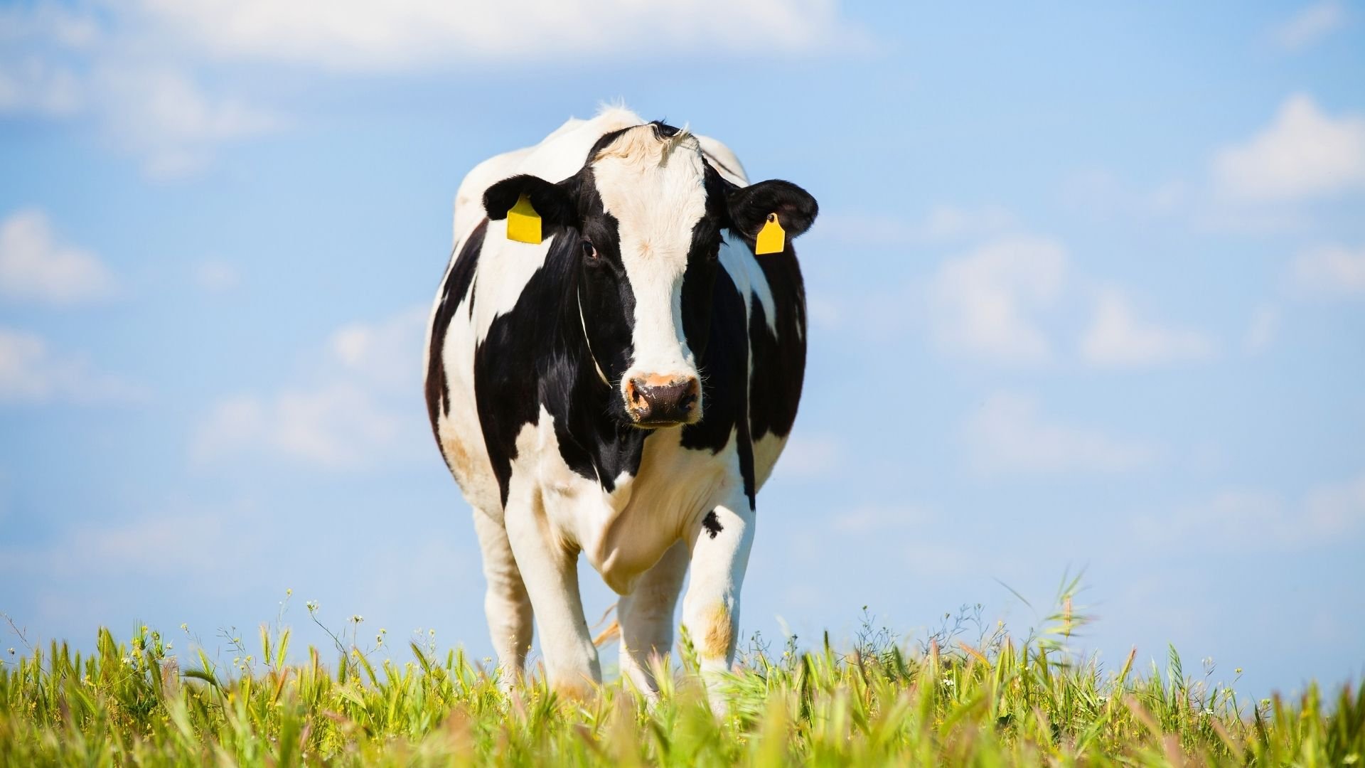 _E-book Resfriamento de vacas - COWTECH